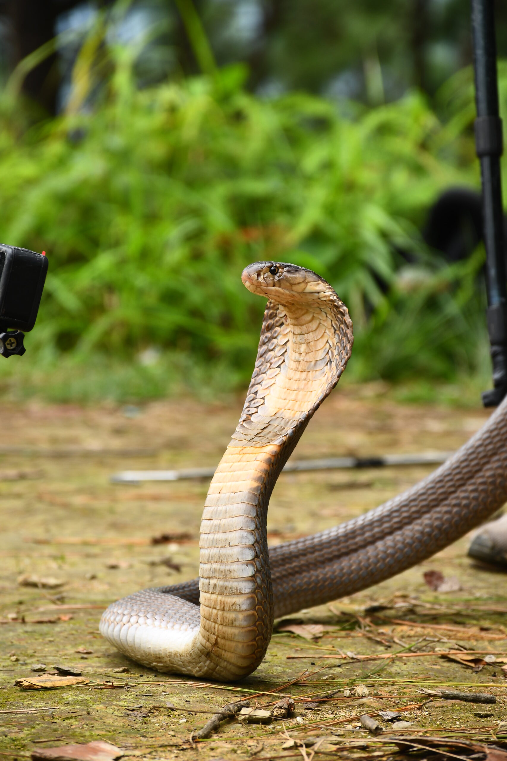 cobra